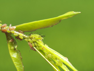 how to get rid of aphids on Roses