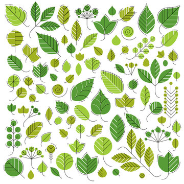 Spring tree leaves, botany and eco flat images. Vector illustrat