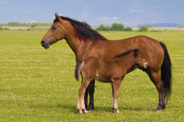 Fototapeta na wymiar Sorrel horse and foal