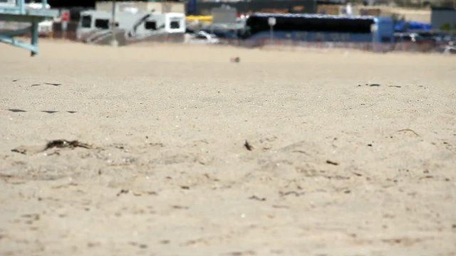 Seagulls Taking Flight From Sanding Beach Santa Monica California
