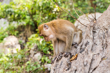 Obraz premium Cute wild monkey