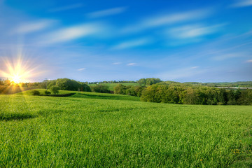Obraz premium Grüne Wiese und blauer Himmel mit Sonnenschein