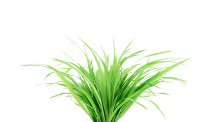 Green grass isolated on white