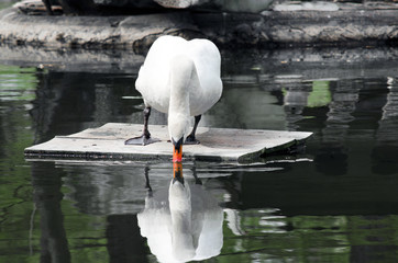 Reflection swan