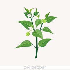 bell pepper
