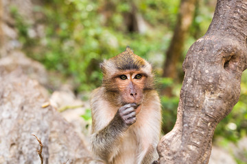 Cute wild monkey