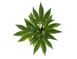 Wild hemp plant on the white background.