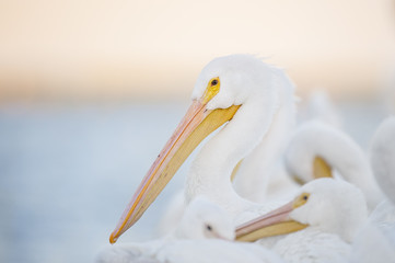 A White Pelican stands out among a flock of other pelicans with a soft orange sky in the background just after sunset.
