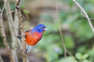 A Painted Bunting hangs onto a small branch showing off its brilliant coloration.