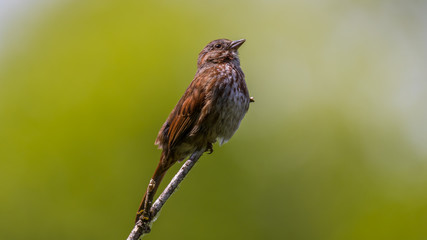 little brown bird sitting on a dry branch on a green background