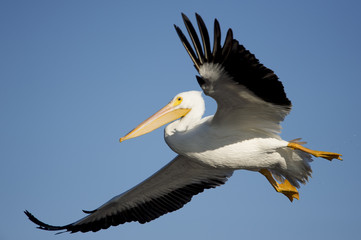 Fototapeta na wymiar A large White Pelican flies in front of a bright blue sky.