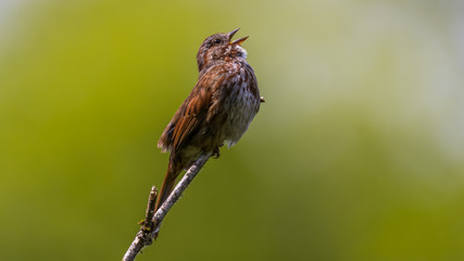little brown bird sitting on a dry branch on a green background