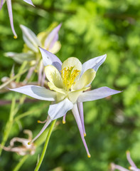 white akelei growing in the garden