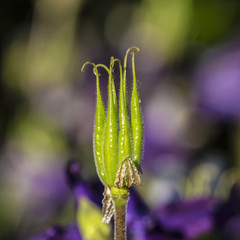 withered akelei in the garden