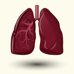 Human lungs icon