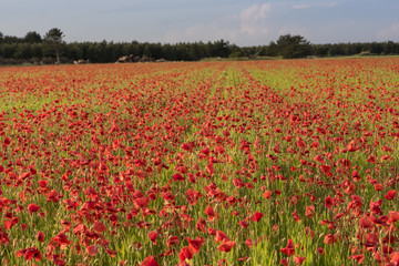 Poppy field