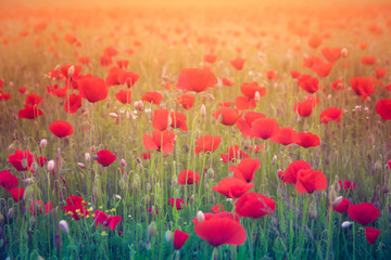 Beautiful poppy field landscape during sunset 
