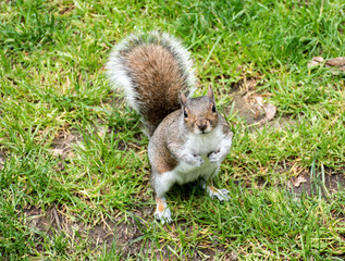 Grey Squirrel