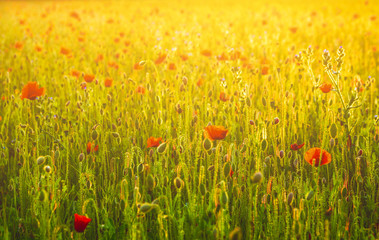 Beautiful poppy field landscape during sunset 