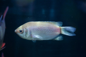 Kissing gourami (Helostoma temminckii), also known as the kissin