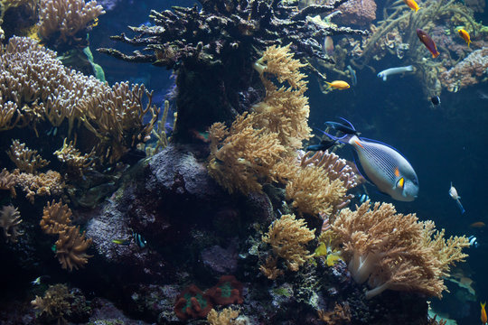 Tropical fishes swimming in the coral reef.