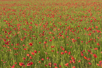Poppy field