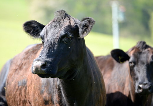 portrait of an angus cow with flies