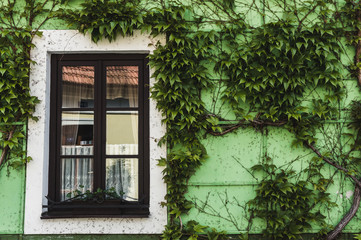 small Window on green wall with ivy.