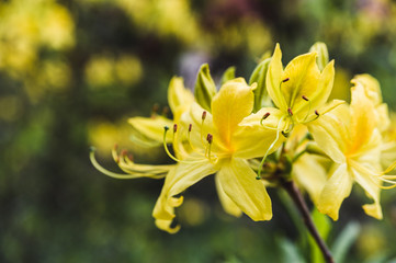 Fototapeta premium yellow rhododendron flowers against the backdrop of lush greenery