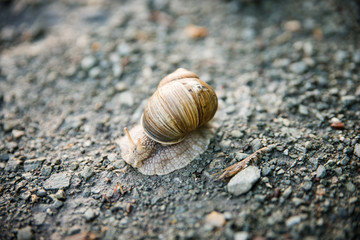 Weinbergschnecke auf dem Feldweg