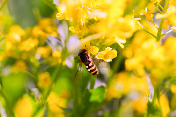 Bee on a yellow flower, a close up