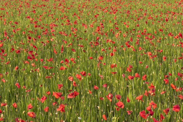Poppy field