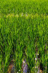 初夏の田んぼの風景