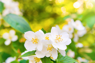 White jasmine flowers