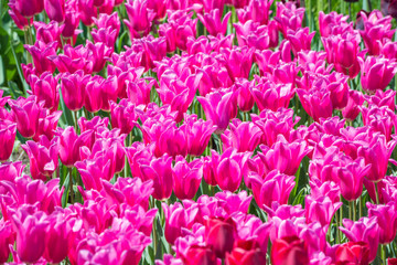 Many pink tulips