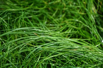 high green grass