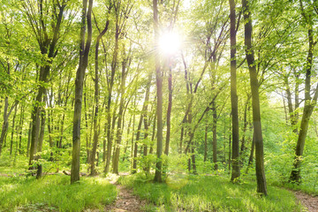 Morning in sunny forest