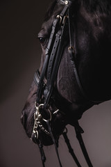Black horse head with equipment closeup