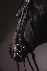 Velvet curtains Horse riding Black horse head with equipment closeup