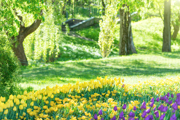 Tulips in the green park