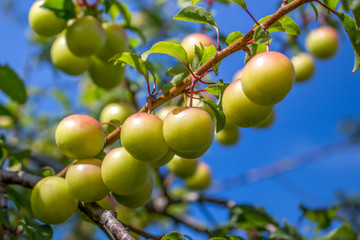 plums hanging from a small branch, among leaves and on unfocused