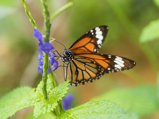 スジグロカバマダラ