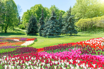 Field of tulips in the park