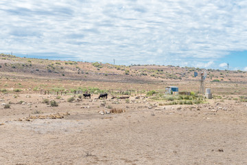 Typical arid Karoo farm scene