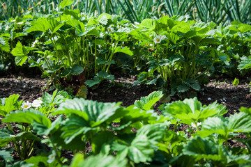 blossoming strawberry field in garden