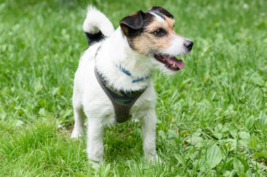 Portrait of standing cute Jack Russell Terrier pet dog