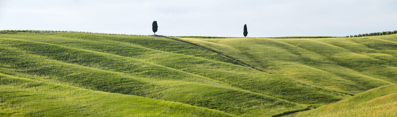 two cypress trees on the hills  in Tuscany in Italy