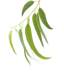fresh eucalyptus leaves