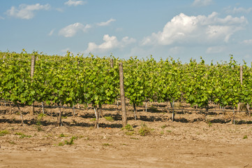 Fototapeta na wymiar Overlooks the vineyard array in sunny summer day