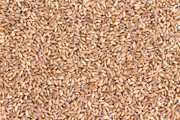 Background texture of pearled farro wheat